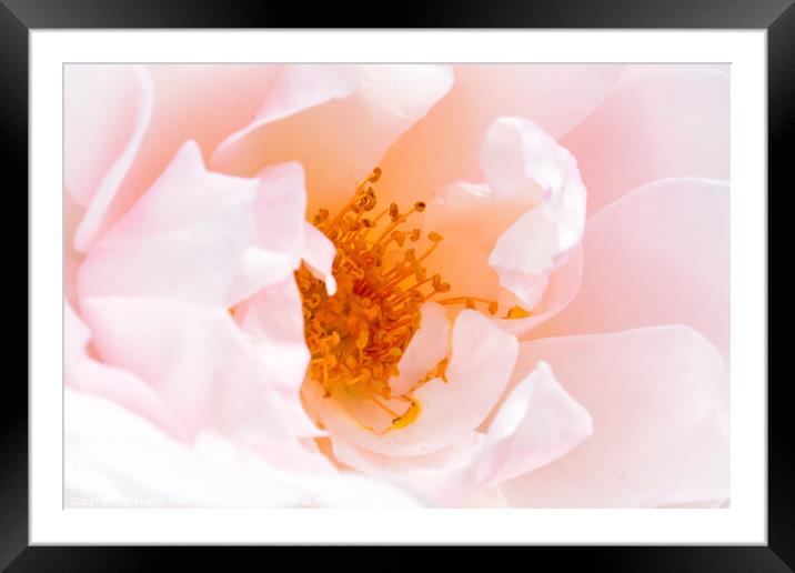 Flower Macro Framed Mounted Print by Harris Maidment