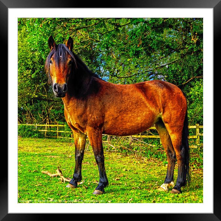 New Forest Horse Framed Mounted Print by Richard Smith