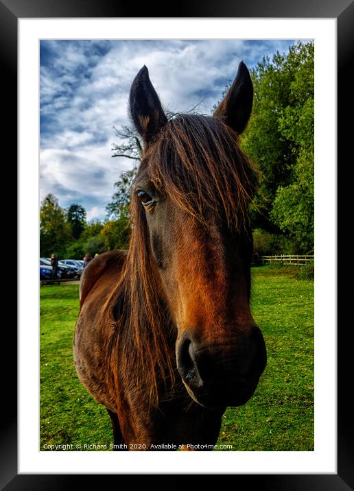 Brown New Forest pony portrait. Framed Mounted Print by Richard Smith