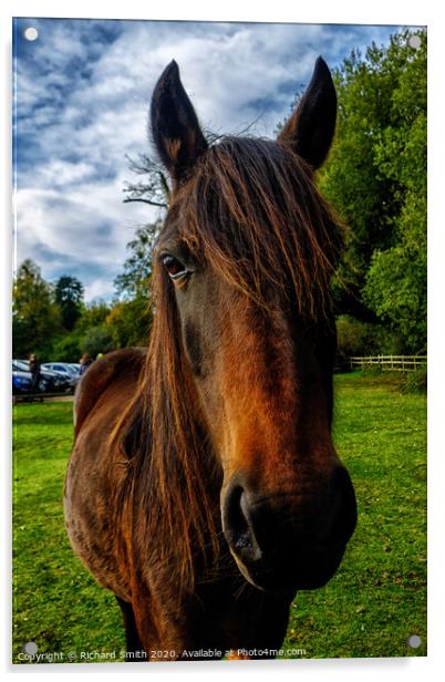 Brown New Forest pony portrait. Acrylic by Richard Smith