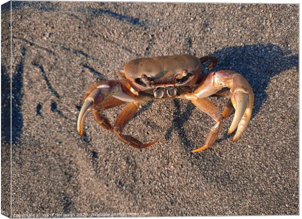Brown crab on sand looking up to camera 2 Canvas Print by Hanif Setiawan