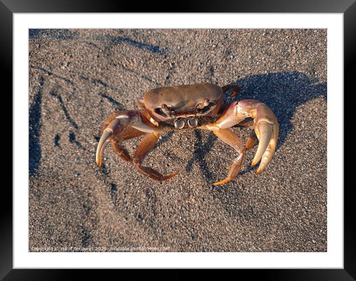 Brown crab on sand looking up to camera 2 Framed Mounted Print by Hanif Setiawan