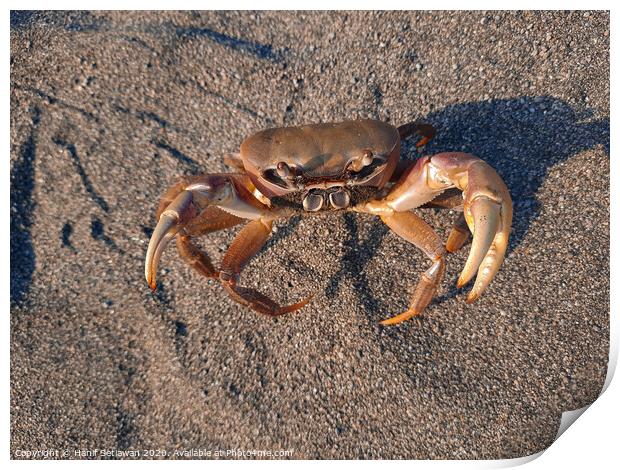 Brown crab on sand looking up to camera 2 Print by Hanif Setiawan