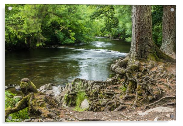 River Llugwy, Betws-y-Coed, Wales Acrylic by Lisa Hands