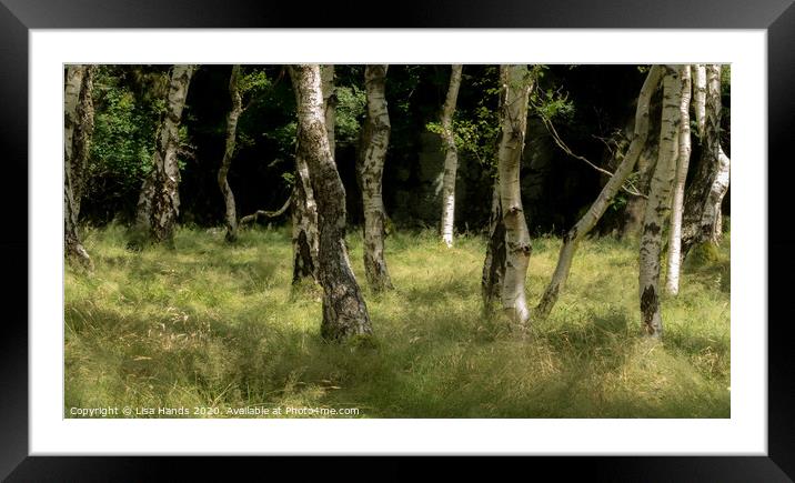 Silver Birch  Framed Mounted Print by Lisa Hands