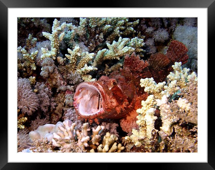 Red Scorpion Fish With Mouth Open, Red Sea, Egypt Framed Mounted Print by Serena Bowles