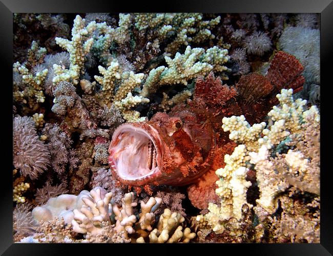 Red Scorpion Fish With Mouth Open, Red Sea, Egypt Framed Print by Serena Bowles