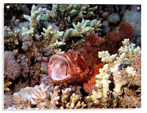 Red Scorpion Fish With Mouth Open, Red Sea, Egypt Acrylic by Serena Bowles