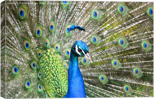 Display of an Exotic Peacock Canvas Print by Andrew Heaps