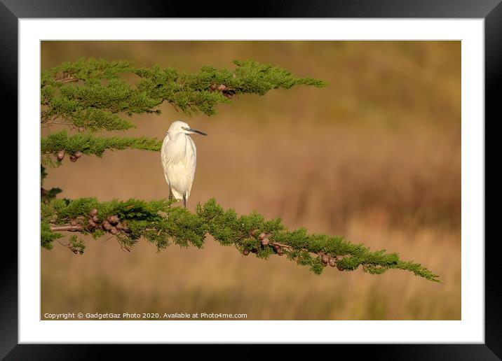 Little Egret at sunset Framed Mounted Print by GadgetGaz Photo