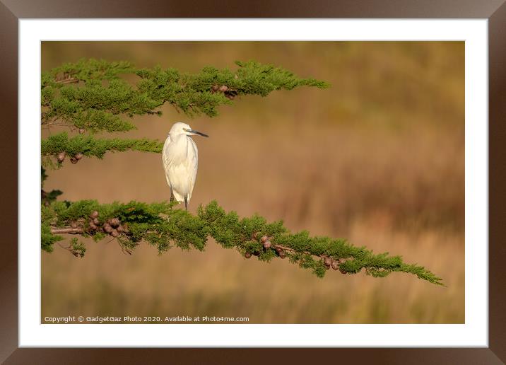 Little Egret at sunset Framed Mounted Print by GadgetGaz Photo