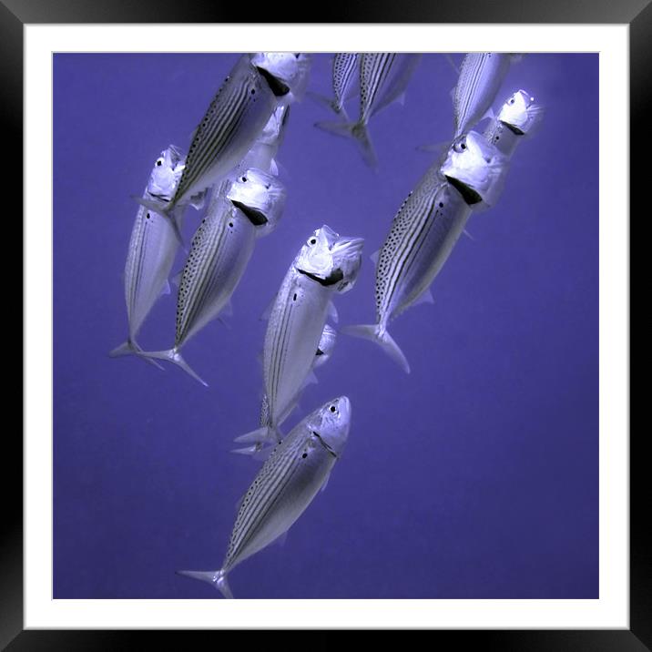 Fish Feeding with Mouths Open Framed Mounted Print by Serena Bowles