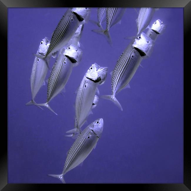 Fish Feeding with Mouths Open Framed Print by Serena Bowles