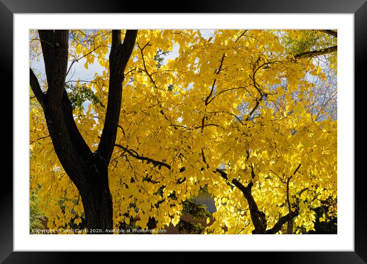 The leaves of the tree have turned yellow Framed Mounted Print by Jordi Carrio