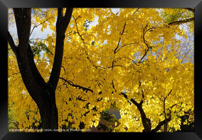 The leaves of the tree have turned yellow Framed Print by Jordi Carrio