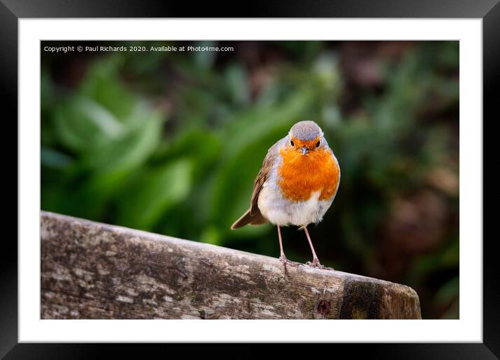 Robin Framed Mounted Print by Paul Richards