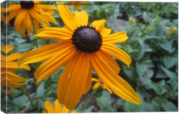 Plant flower Canvas Print by Ali asghar Mazinanian