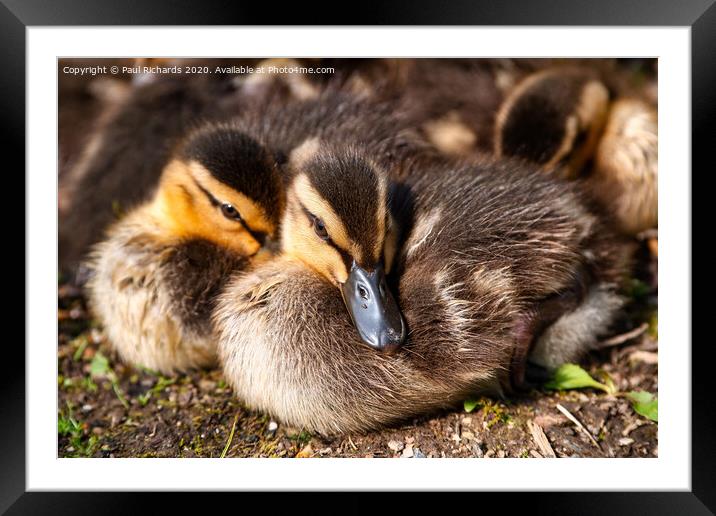 Baby ducks Framed Mounted Print by Paul Richards