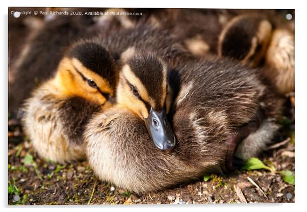 Baby ducks Acrylic by Paul Richards