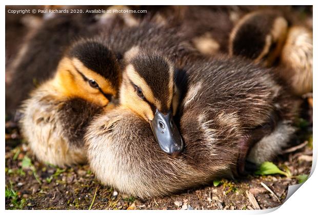 Baby ducks Print by Paul Richards