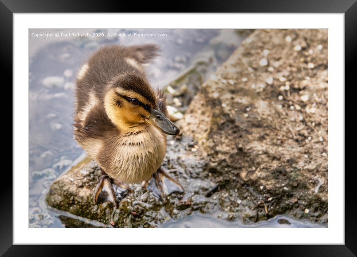 Baby duck Framed Mounted Print by Paul Richards