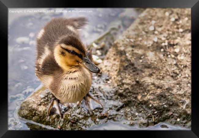 Baby duck Framed Print by Paul Richards