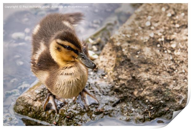 Baby duck Print by Paul Richards
