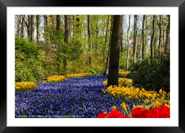 Tulips in the spring Framed Mounted Print by Ben Delves