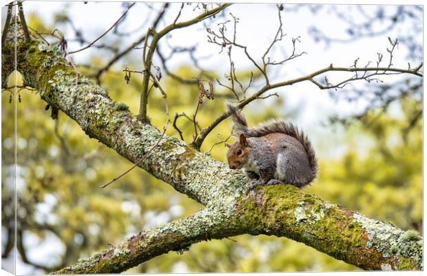 Squirrel Canvas Print by Paul Richards