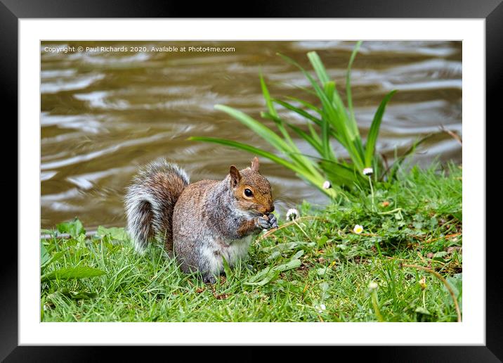 A squirrel standing on grass Framed Mounted Print by Paul Richards
