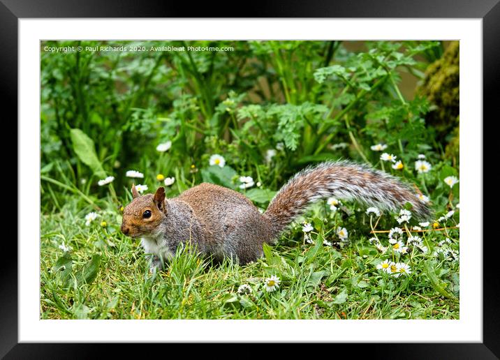A squirrel standing on grass Framed Mounted Print by Paul Richards