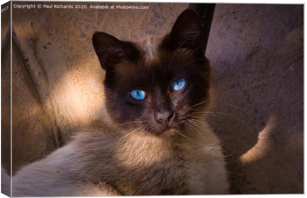 Siamese cat Canvas Print by Paul Richards