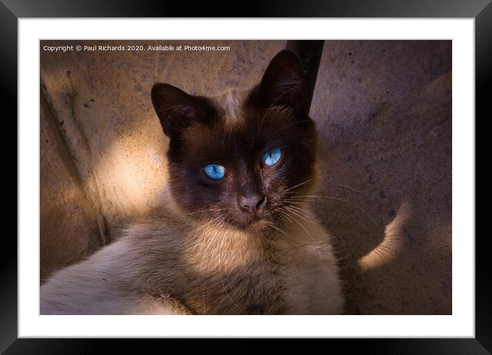 Siamese cat Framed Mounted Print by Paul Richards