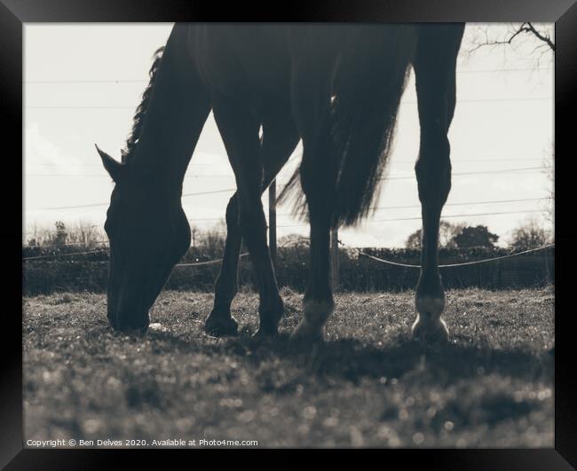 Majestic Equine in the Springtime Framed Print by Ben Delves