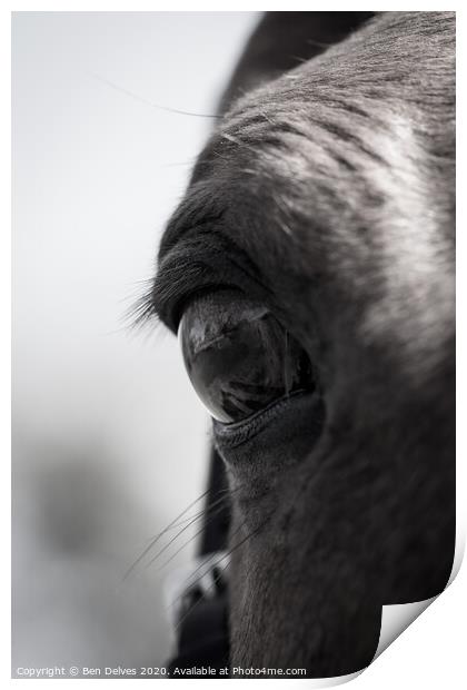 Mesmerizing Equine Gaze Print by Ben Delves