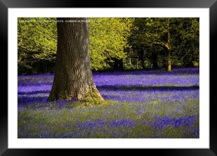 Bluebells Framed Mounted Print by Paul Richards