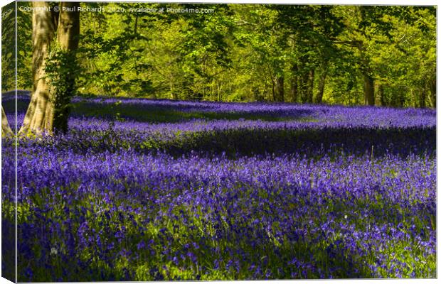Bluebells Canvas Print by Paul Richards