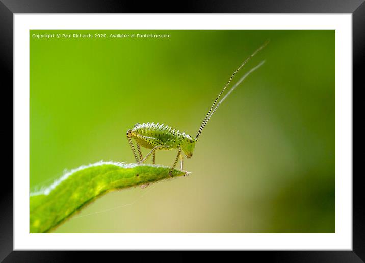 Bug Framed Mounted Print by Paul Richards