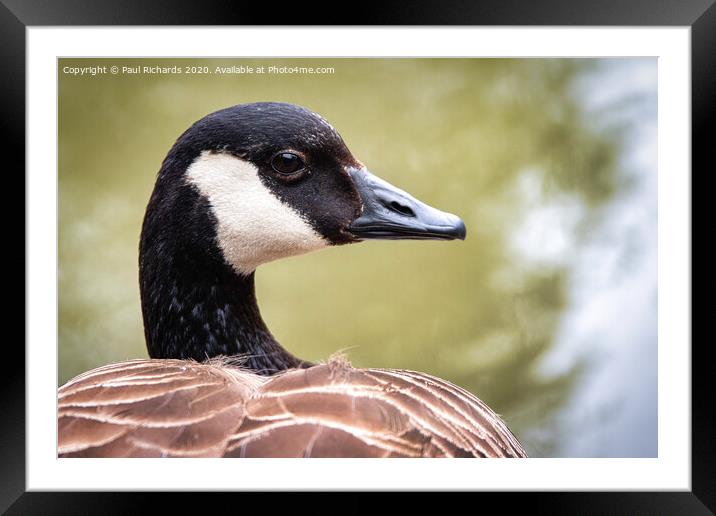 Canada Goose Framed Mounted Print by Paul Richards