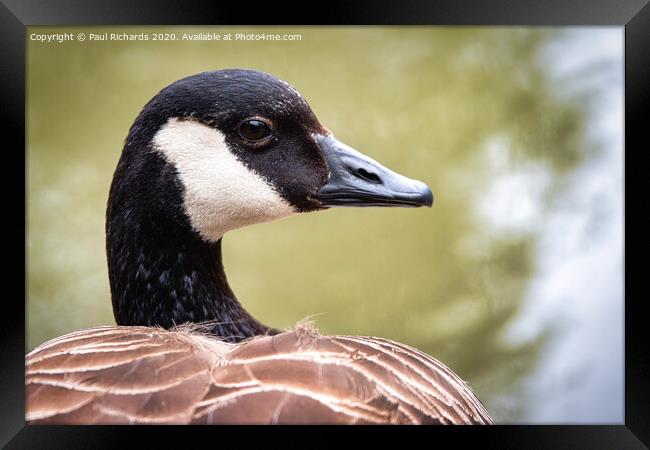 Canada Goose Framed Print by Paul Richards