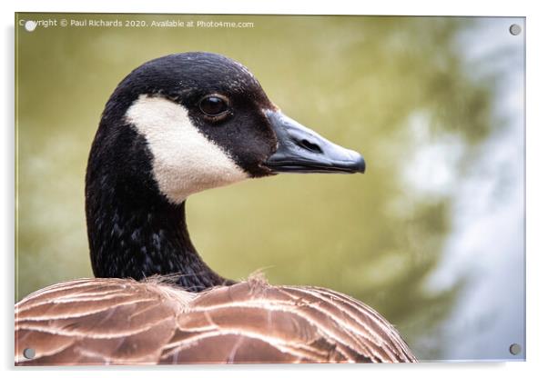 Canada Goose Acrylic by Paul Richards