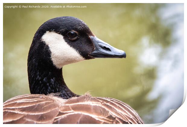 Canada Goose Print by Paul Richards