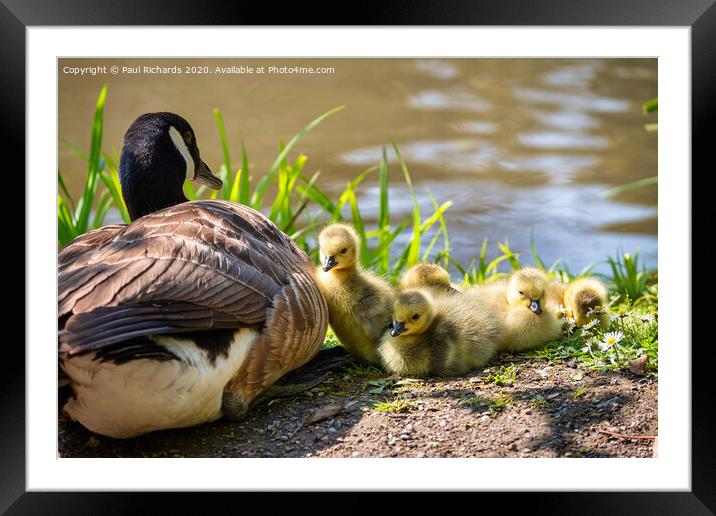 Baby Canada geese Framed Mounted Print by Paul Richards