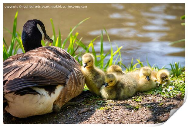 Baby Canada geese Print by Paul Richards