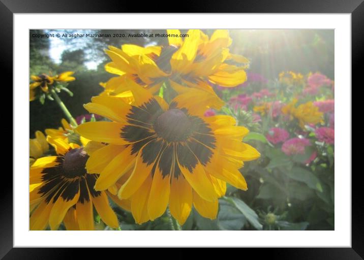 Sun rays over a nice yellow flower, Framed Mounted Print by Ali asghar Mazinanian