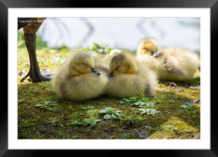 Baby Canada geese Framed Mounted Print by Paul Richards