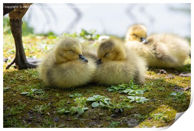 Baby Canada geese Print by Paul Richards