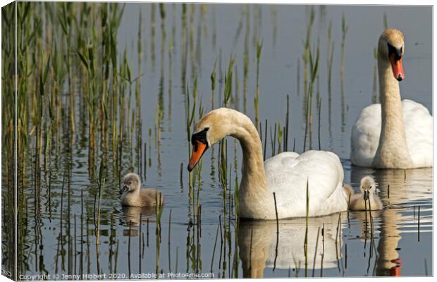 Family of Mute Swans Canvas Print by Jenny Hibbert