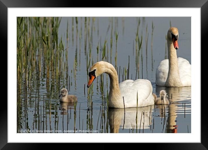 Family of Mute Swans Framed Mounted Print by Jenny Hibbert