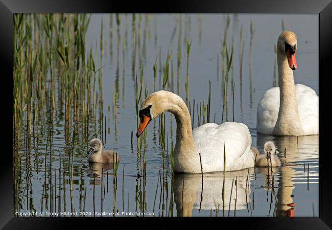 Family of Mute Swans Framed Print by Jenny Hibbert